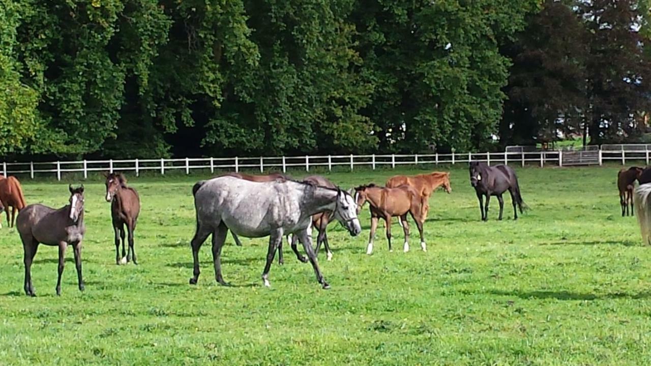 Gites De La Maison Du Haras Beuvron-en-Auge Exterior photo